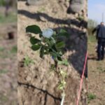На ННД “Деснянка” висадили 65 яблунь до 65-ти річчя Національного університету “Чернігівська політехніка”