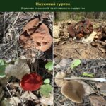 Весняні гриби в РЛП «Ялівщина»: скромне різноманіття під пильним оком дослідників