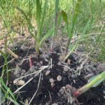 Спостерігаємо за розвитком міскантусу